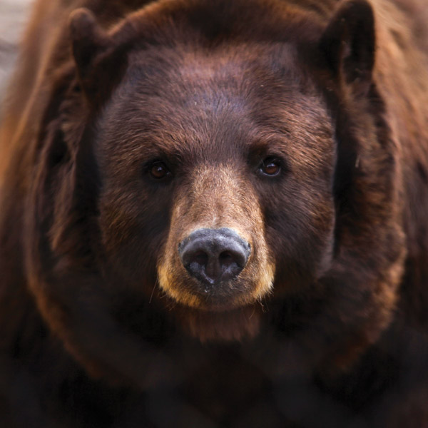 Bear Mascots