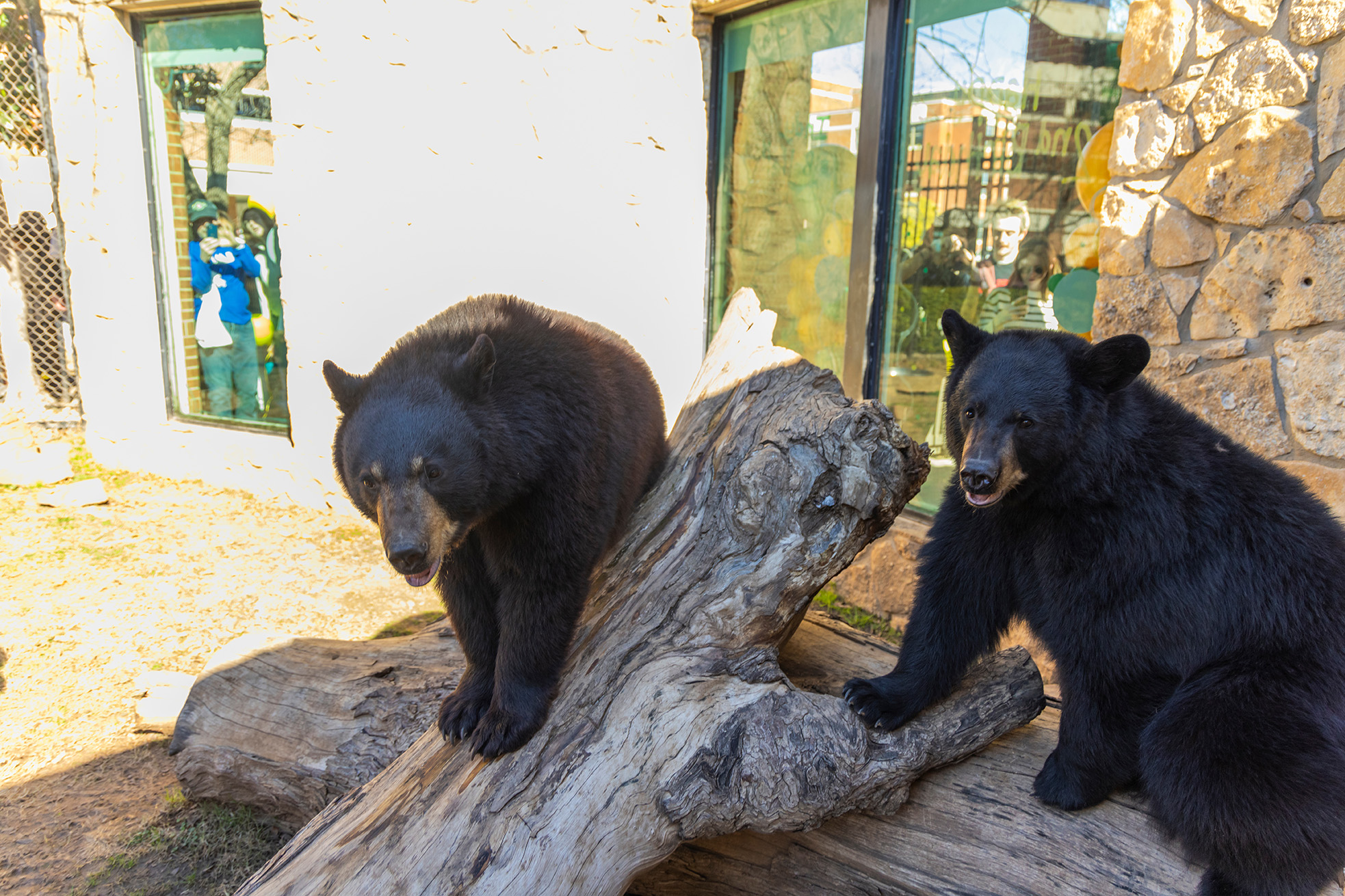 Baylor University mascots