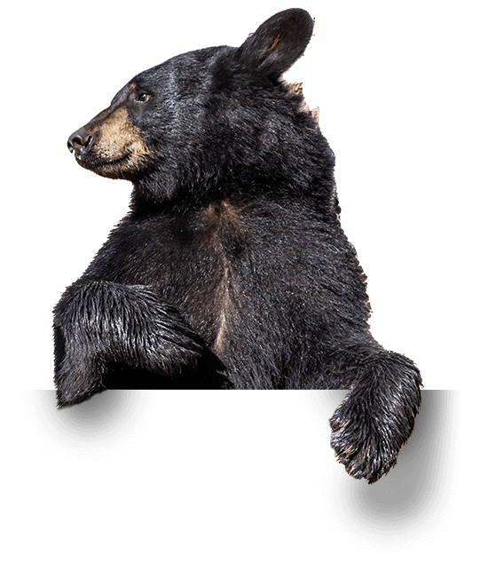 baylor mascot, the bear, belle