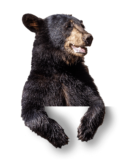 baylor mascot, the bear, indy